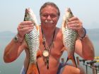 Hampala Barb