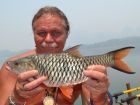 Hampala Barb