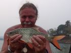 Hampala Barb