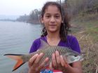 Hampala Barb