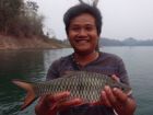 Hampala Barb