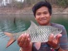 Hampala Barb
