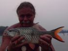 Hampala Barb