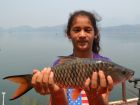 Hampala Barb