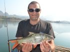 Hampala Barb