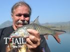 Hampala Barb