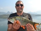 Hampala Barb
