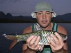 Hampala Barb