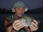 Hampala Barb