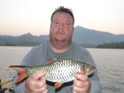 Hampala Barb