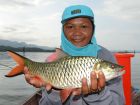 Hampala Barb