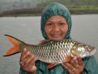 Hampala Barb