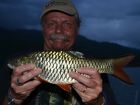 Hampala Barb