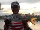 Hampala Barb