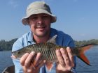 Hampala Barb
