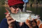 Hampala Barb