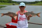 Hampala Barb