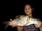 Hampala Barb