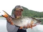 Hampala Barb