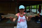 Hampala Barb