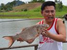 Hampala Barb