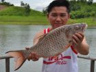 Hampala Barb