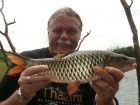 Hampala Barb