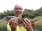Hampala Barb