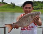 Hampala Barb