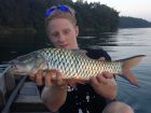 Hampala Barb