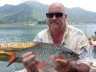 Hampala Barb