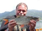 Hampala Barb