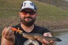 Striped Snakehead