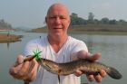 Striped Snakehead