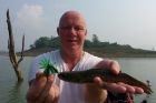 Striped Snakehead
