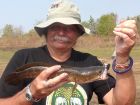 Striped Snakehead