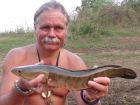 Striped Snakehead