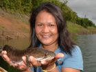Striped Snakehead