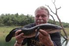 Striped Snakehead