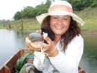 Striped Snakehead