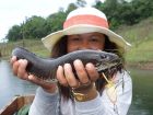 Striped Snakehead