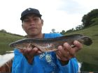 Striped Snakehead
