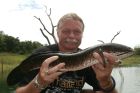Striped Snakehead