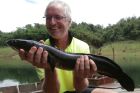 Striped Snakehead