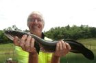 Striped Snakehead