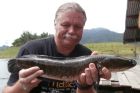 Striped Snakehead