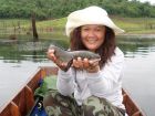 Striped Snakehead