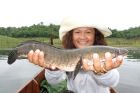 Striped Snakehead