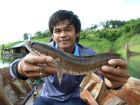 Striped Snakehead
