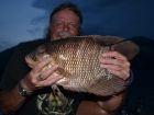 Gourami